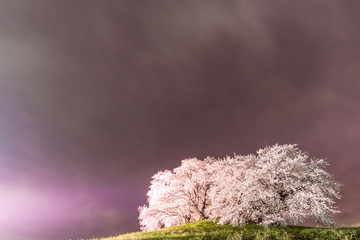 ライトアップされたソメイヨシノ