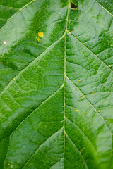 closeup of green leaf