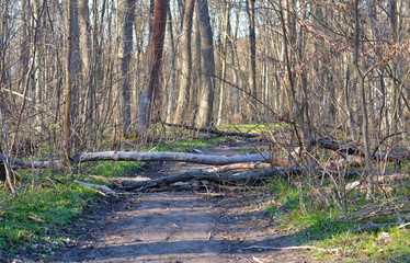 broken trees in the forest