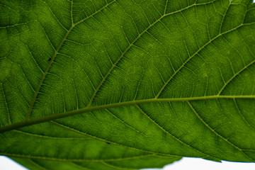 texture of green leaf