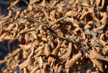 Dry hornbeam close up