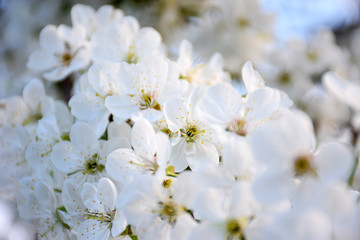Cherry flowers closeup. White cherry apples flowers, romantic spring backdrop. White cherry blossom with selective focus. Spring blooming sakura cherry flowers branch.