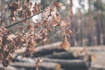 branch of a tree in spring