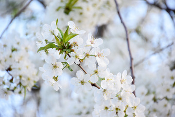 White cherry blooming closeup with selective focus. Spring blooming sakura cherry flowers branch.