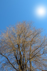tree and blue sky,nature, winter,season, cold,branches,wood, 