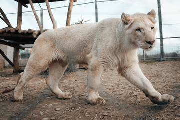 Obraz premium A beautiful colour background of a lioness.
