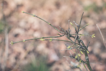 branch of a tree