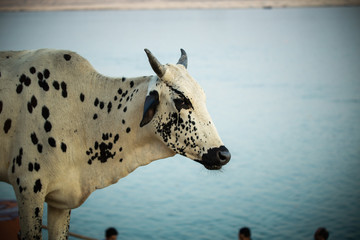 Profile picture of a white and spotted black holy cow in Varanasi, India. The river ganges in the...