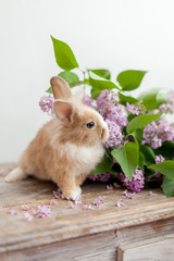 Fluffy home ginger bunny rabbit sniffing big lilac flowers bouquet. Easter symbol fluffy rabbit surrounded by spring flowers