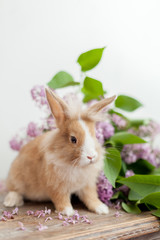 Fluffy home ginger bunny rabbit sniffing big lilac flowers bouquet. Easter symbol fluffy rabbit surrounded by spring flowers