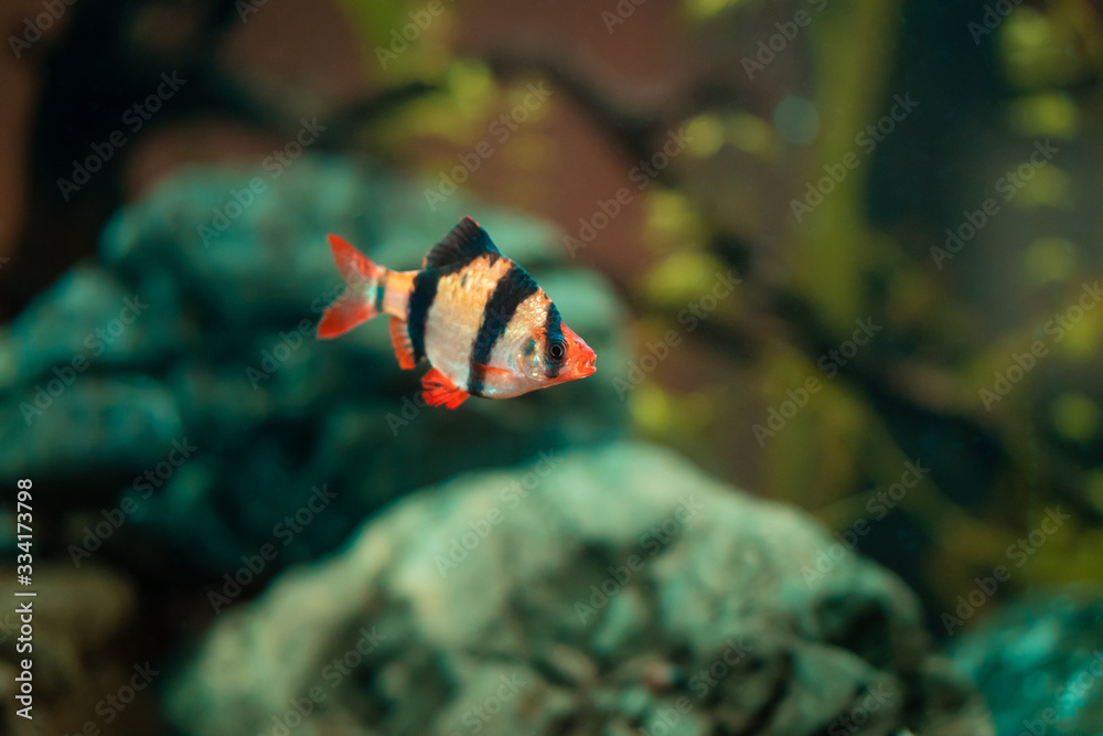 Wall mural fish in freshwater aquarium with green beautiful planted tropical. colorful fish on green back