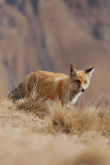 Portrait of a red fox in the natural environment