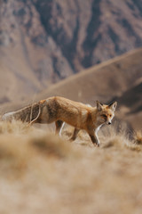 Portrait of a red fox in the natural environment