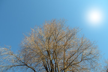 tree against blue sky,nature, winter,sun,cold,branch, season, branches, wood,