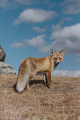 Portrait of a red fox in the natural environment