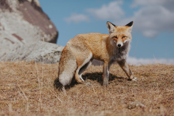 Fototapeta premium Portrait of a red fox in the natural environment