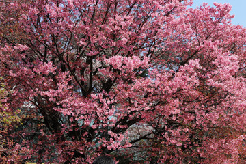 桜と青空の背景素材