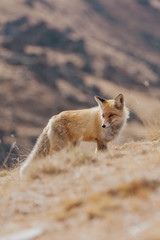 Portrait of a red fox in the natural environment