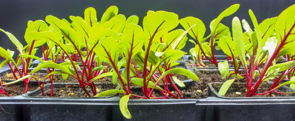 panoramic small beetroot plant seedlings with soil growing in planting pots isolated on a black...