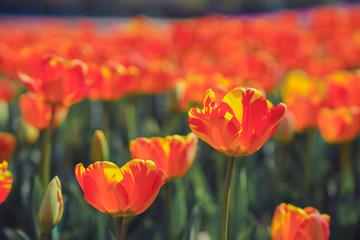 Obraz premium Tulip flower sea in spring, colorful and very beautiful