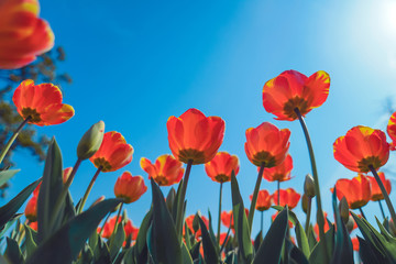 Fototapeta premium Tulip flower sea in spring, colorful and very beautiful