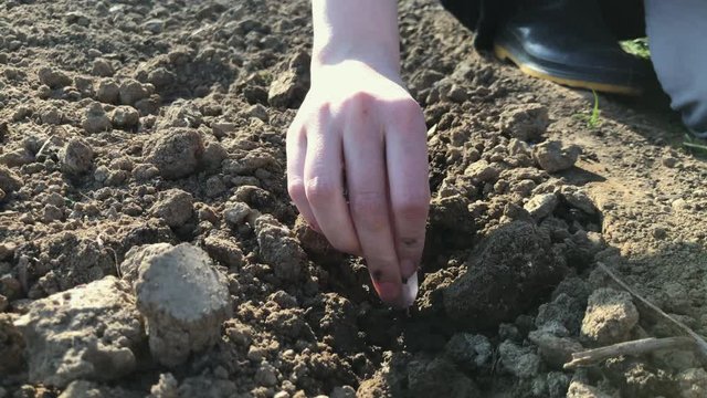 Planting garlic bulbs in the garden