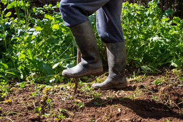 Man is digging spring soil with spading fork. Work in a garden