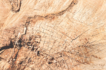 Wood, tree, cross, background. Cross section of the tree. Wooden background.