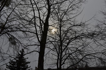 The sun breaks through the trees