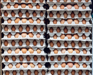 Eggs in paper trays