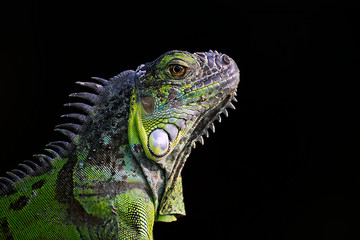 iguana with colored skin