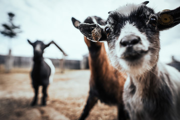 Happy goats look at the camera.