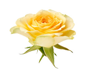 Yellow rose isolated on white background. Rose bud on a green stem.