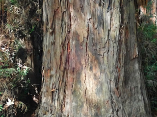 Abstraction from a tree close up