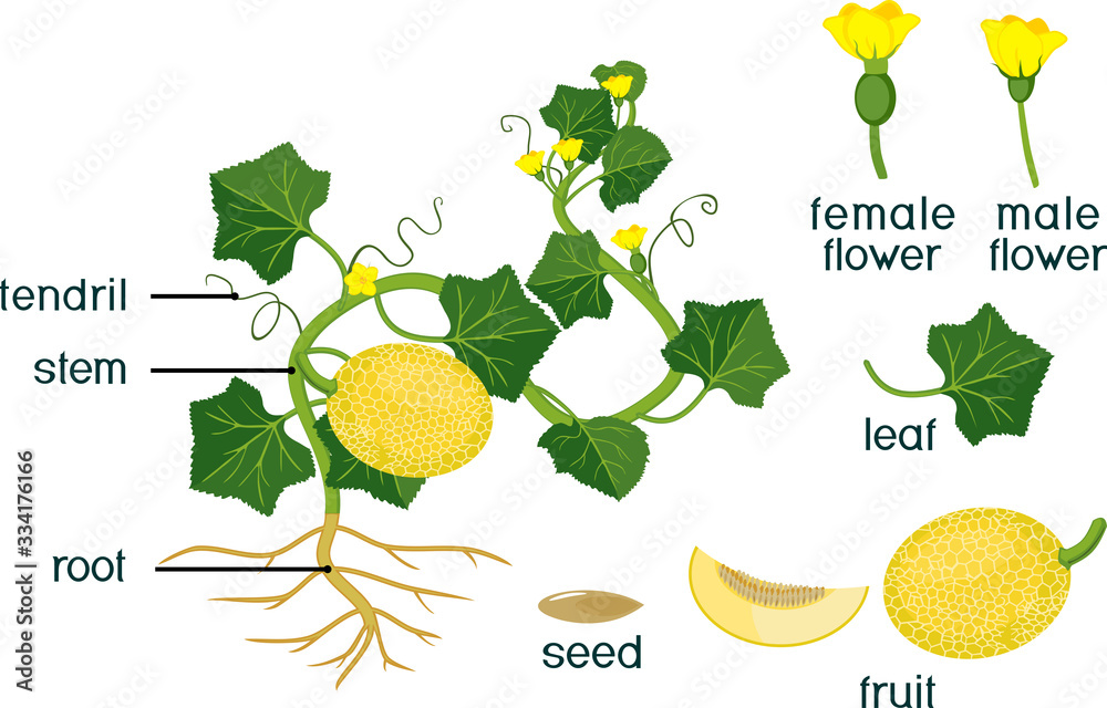 Wall mural Parts of plant. Morphology of melon plant with fruits, flowers, green leaves and root system isolated on white background - Wall murals