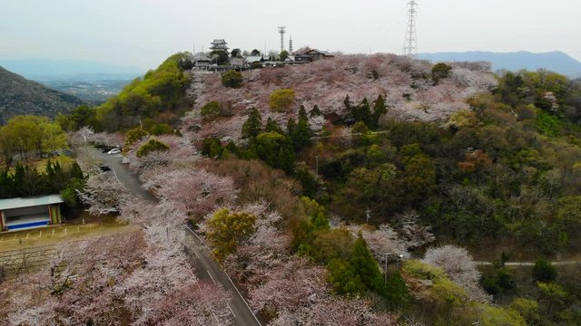 朝日山の桜
