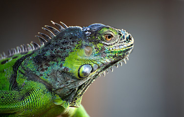 Fototapeta premium iguana with colored skin