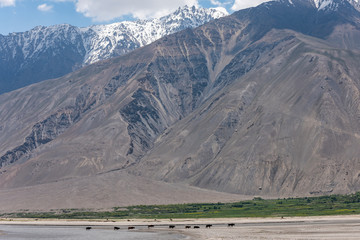 Fototapeta premium Cattle Wakhan Corridor
