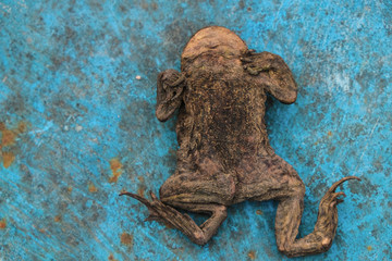 Dried frog belly up on a blue metal grunge surface. Boiling Frog Experiment concept.
