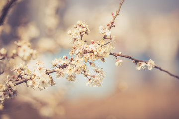 Flowers of the cherry blossoms on a spring day