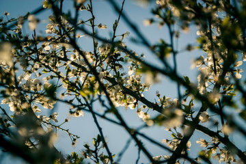 Blossom apricot flowers in the spring