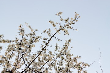 Blossom apricot flowers in the spring