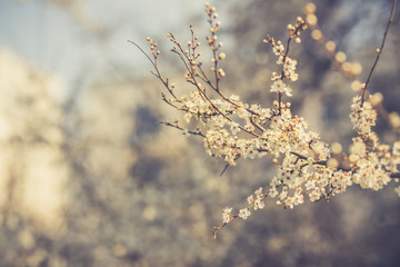 Flowers of the cherry blossoms on a spring day