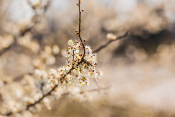 Flowers of the cherry blossoms on a spring day