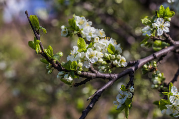 Obraz premium Spring flowers. Beautifully blossoming tree branch