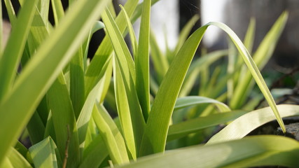 Obraz premium Daylilies on a balcony