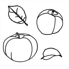 Vector-graphics.Apple.Leaves.Image on a white background.