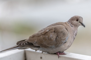 tourterelle dove