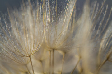 Dandelion abstract background. Shallow depth of field. - 334178136
