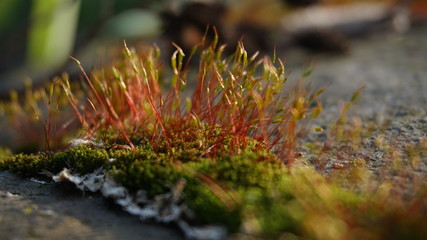 Red and yellow wet moss in macro